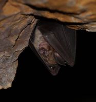 Chauves-souris