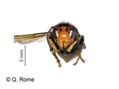 Détail - Frelon asiatique - 02