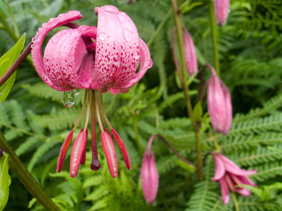 Illustration - Flore de la vallée de Campan